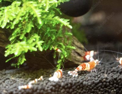 shrimp test