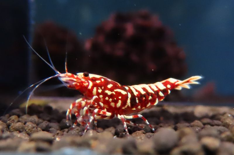 アカイエビサンプル（1匹)