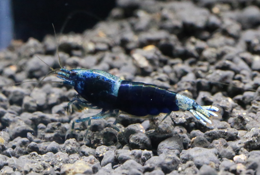 Black Diamond (Sample 3)