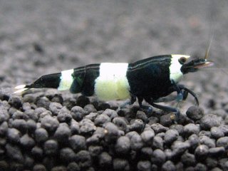 Tiger Shrimp (Sample 7)