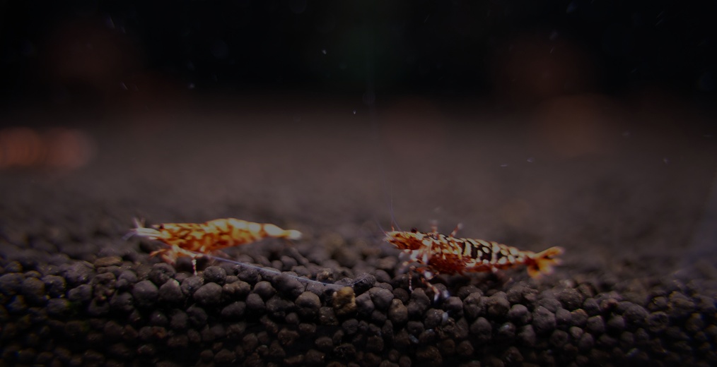 こだわりのアカイエビ